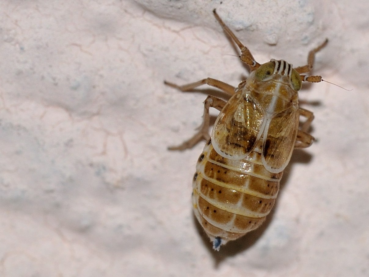 Dicranotropis divergens?